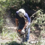 Andy's Stump And Tree Service - Undergrowth Removal in aciton.