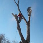 Andy's Stump And Tree Service - Another tree removal in action.