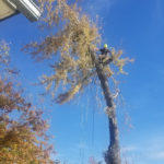 Andy's Stump And Tree Service - Another summer tree removal in action.