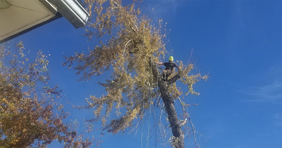 Emergency Tree Damage | Andy's Stump and Tree Service - Utah