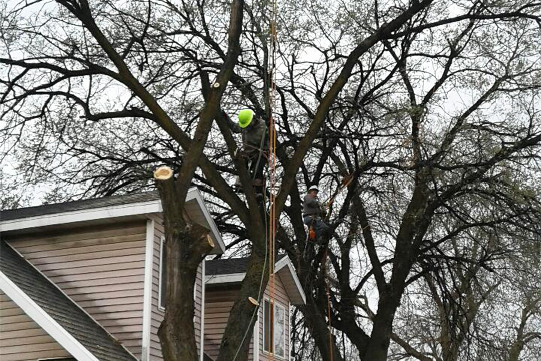 Welcome to Andy's Stump and Tree Service | Weber and Davis, UT